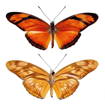Дриас Джулия истински образец на пеперудата образователна колекция научно-популярни бижута и аксесоари за декорация на дома