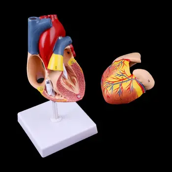 Модел на здравно подпори 1:1 Безплатна доставка, анатомическая модел на човешкото сърце в разглобено формата, анатомический медицински образователен инструмент, подвижни 2 част