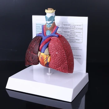 Модел на човешкия лесно в реален размер, анатомическая на дихателната система, анатомия за училищните учебни ресурси, демонстрация на учебни помагала