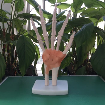 Модел пястной сухожилие в естествена голяма четка, модел кости четка