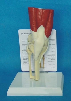 Модел на мускулите на коляното на човека, модел на костния скелет, безплатна покупка