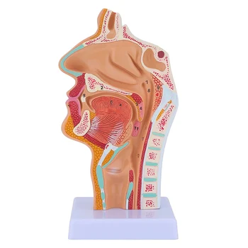 Анатомическая модел на носната кухина, на гърлото, анатомическая модел гърлото на човека, модел на ларинкса, за студенти, за обучение на дисплея
