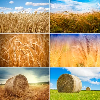 Фон за снимки Bonvvie, златни колоски на пшеница, реколта трева, есенна ферма, купа сено, на фона на декори, фотосесия за фото студио
