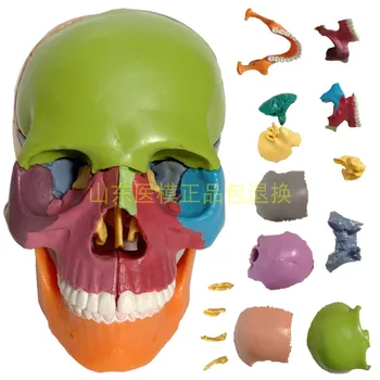 15 детайли от анатомията на човека, череп 1/2, цветен монтаж в реален размер, играчка медицинска модел на скелета