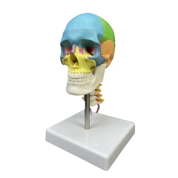 Модел на човешкия череп цвят на Главата на човека Анатомическая модел на черепа с шейным позвонком образователна модел за научно образование